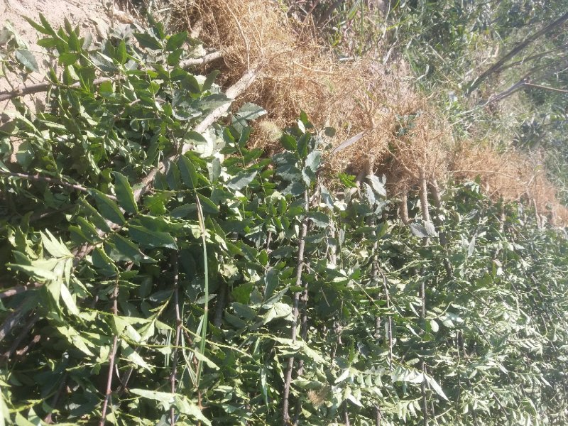 花椒苗子河南货源，花椒树苗子，成活率高产量高可做围栏