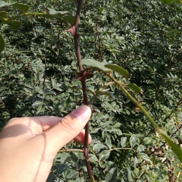 花椒苗子河南货源，花椒树苗子，成活率高产量高可做围栏