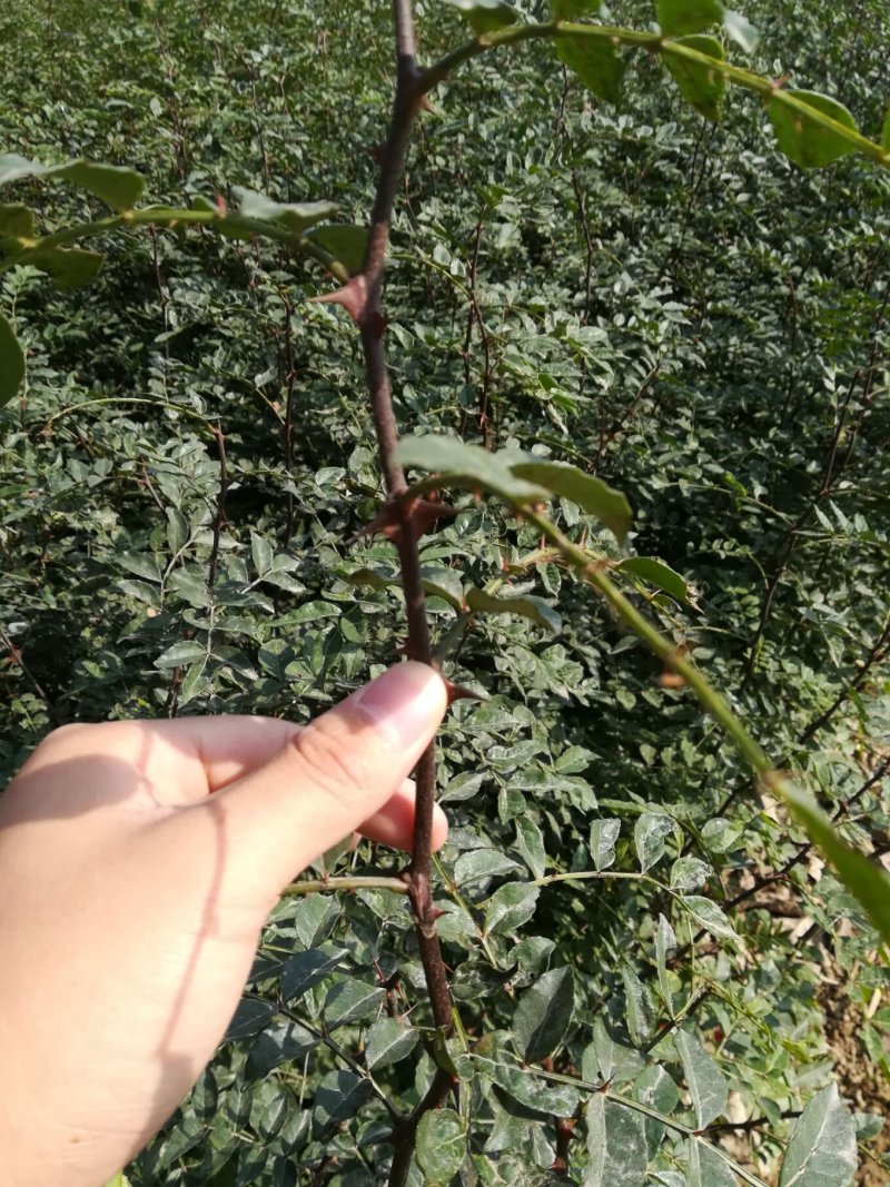 花椒苗子河南货源，花椒树苗子，成活率高产量高可做围栏