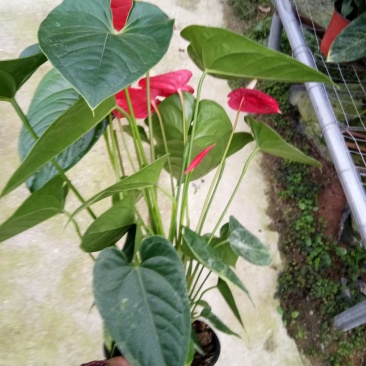 红掌