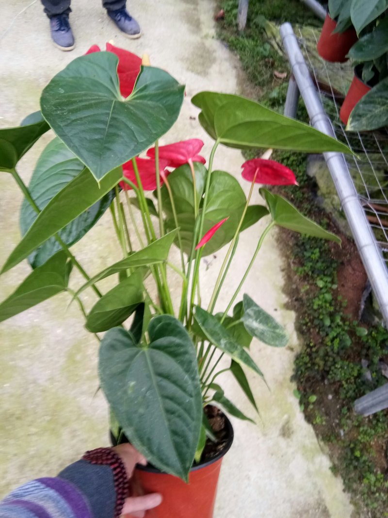 红掌