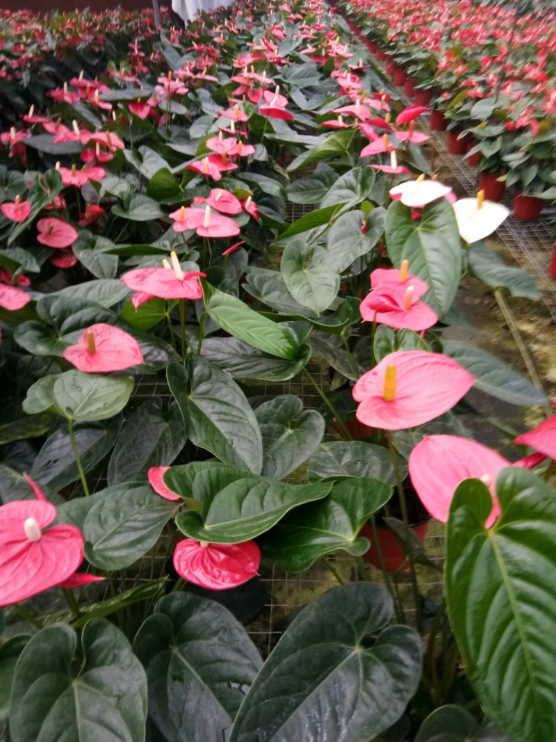 红掌