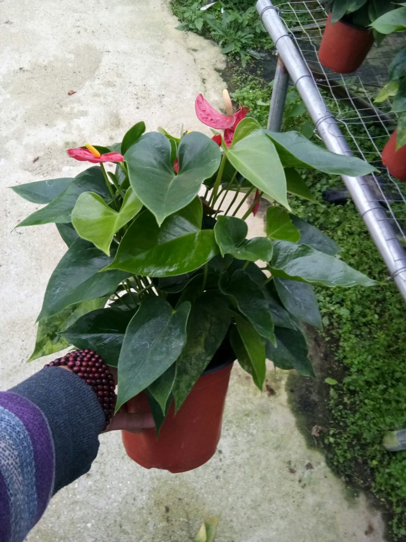 红掌