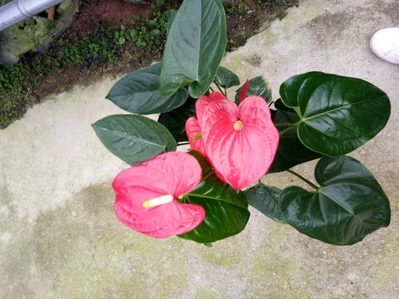 红掌