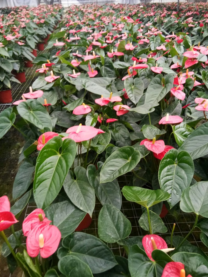 红掌