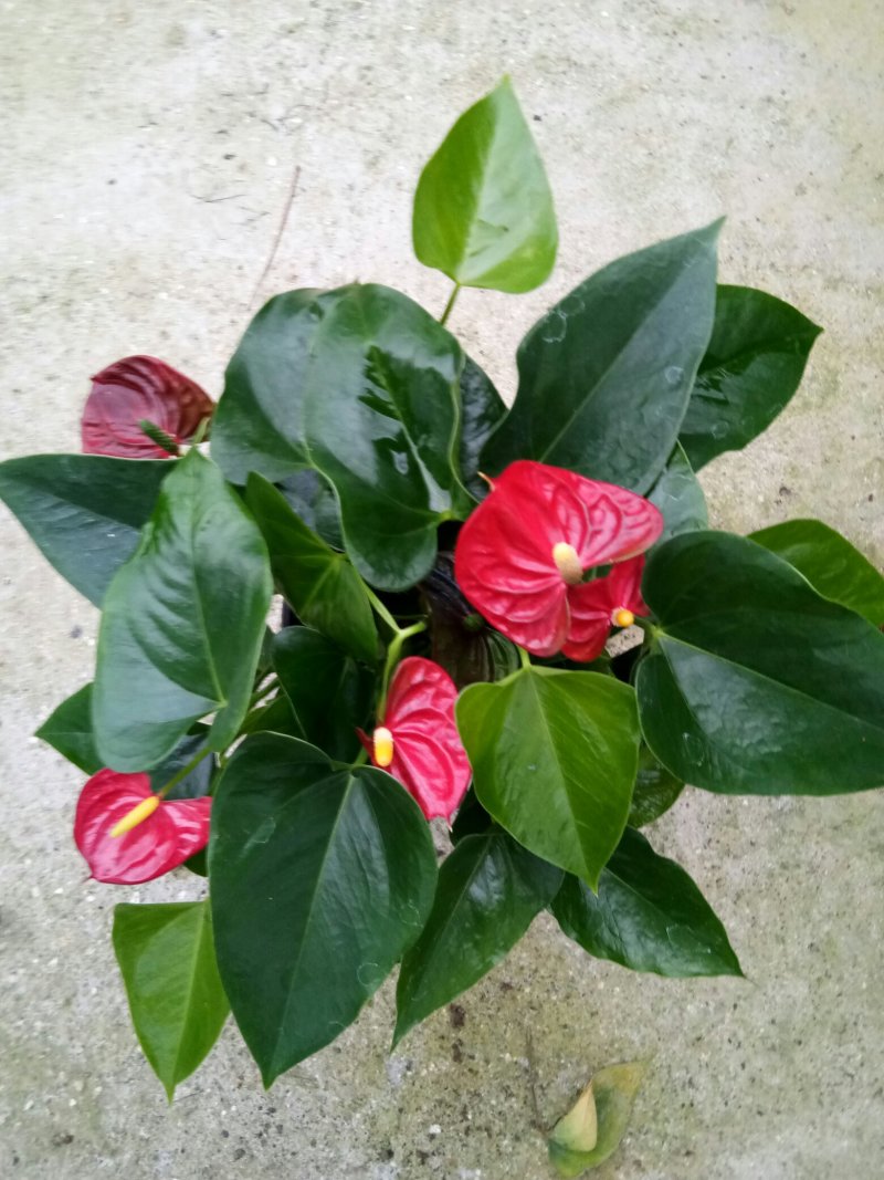 红掌