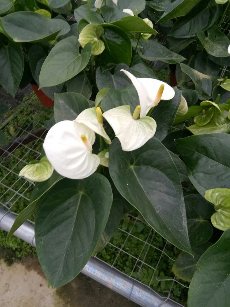 红掌