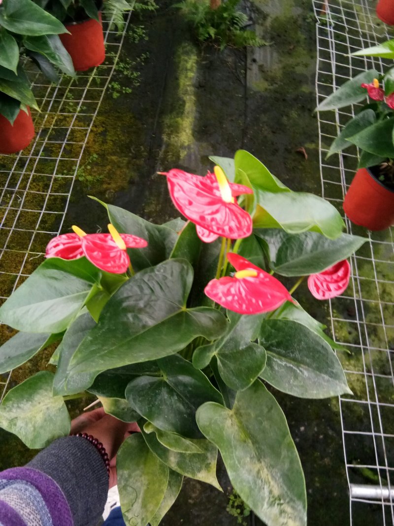 红掌