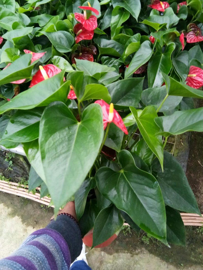 红掌