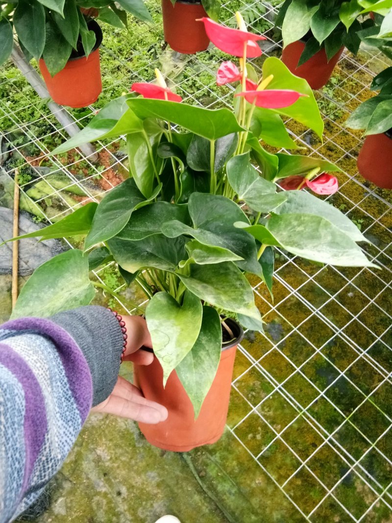 红掌