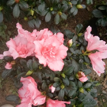 樱桃红杜鹃花