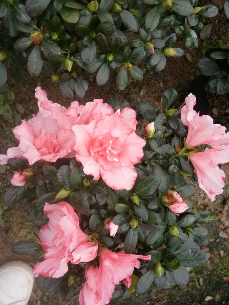 樱桃红杜鹃花