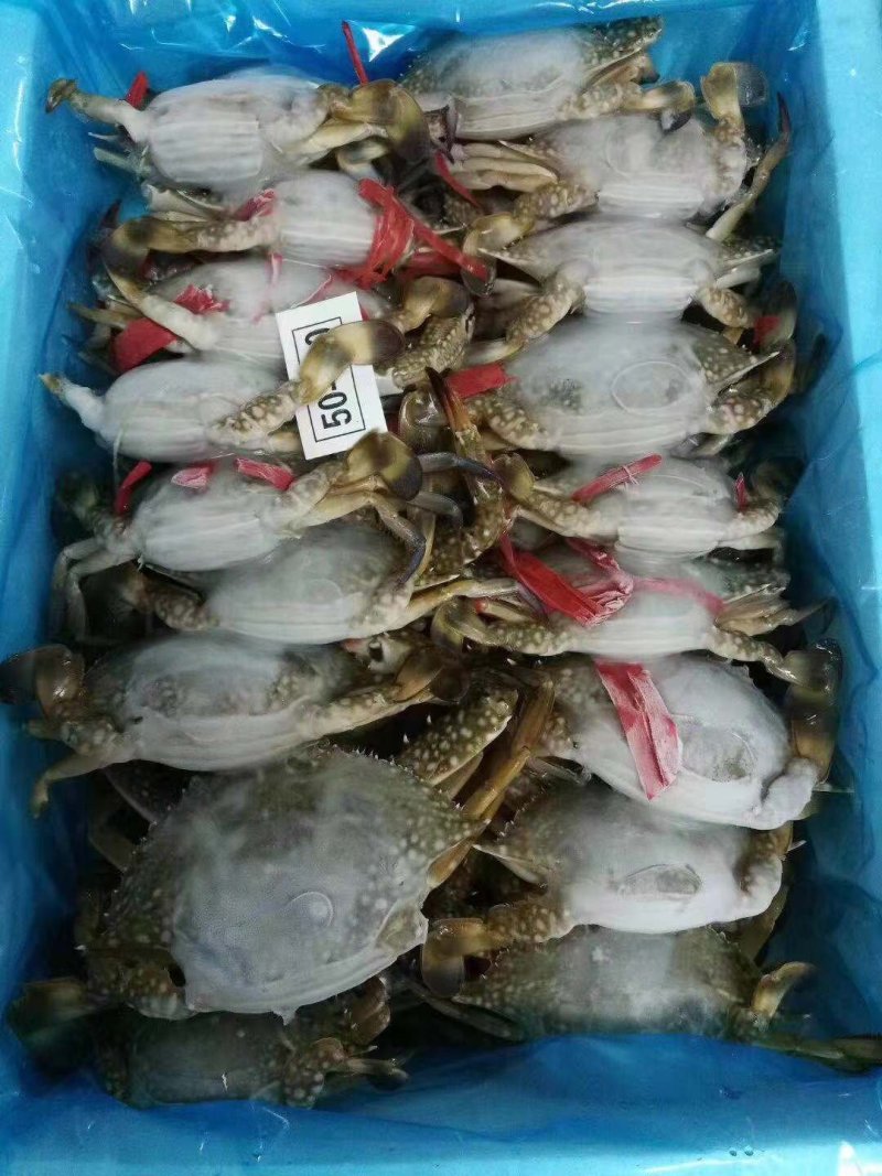 冰鲜鱿鱼，螃蟹