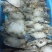 冰鲜鱿鱼，螃蟹