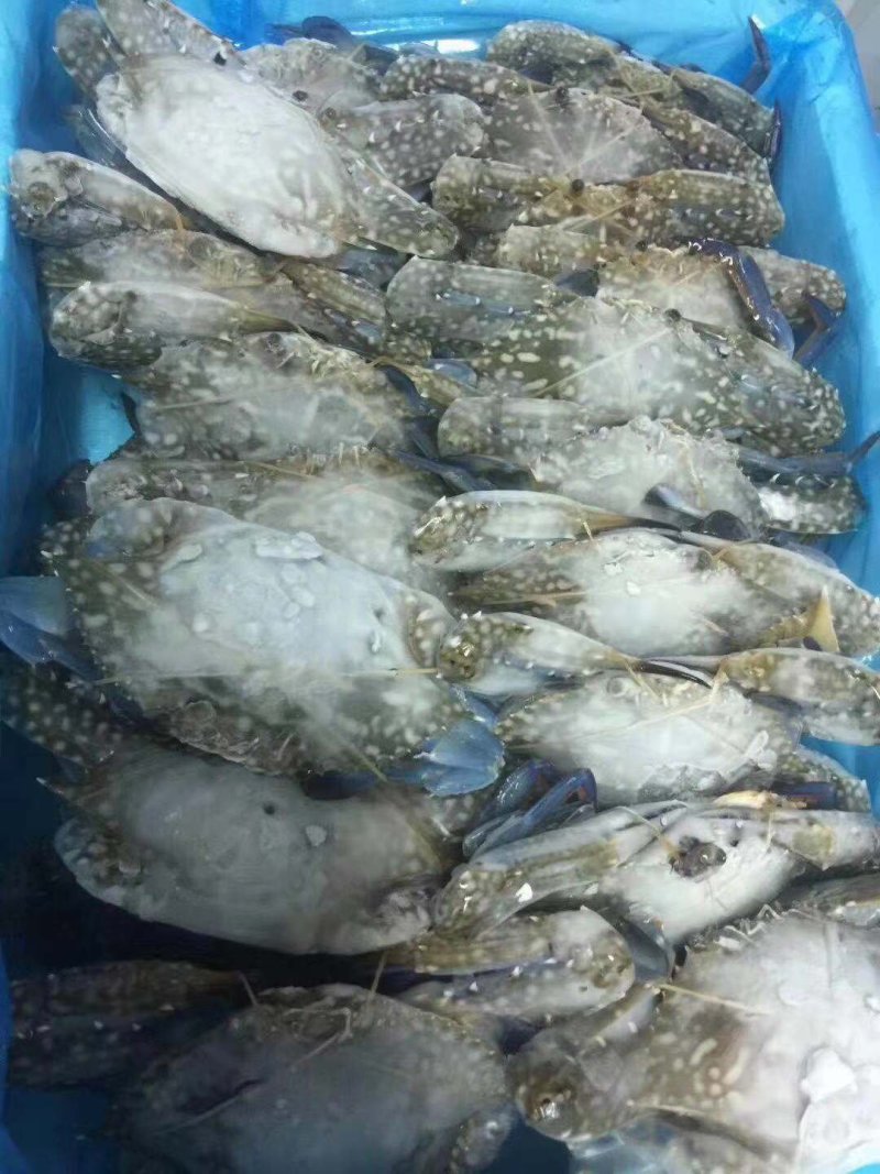冰鲜鱿鱼，螃蟹