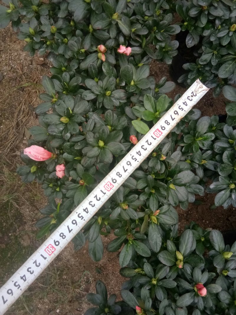 樱桃红杜鹃花