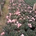 樱桃红杜鹃花