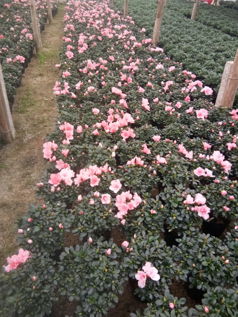 樱桃红杜鹃花