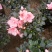 樱桃红杜鹃花