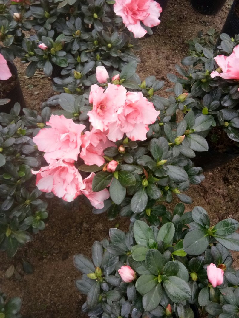 樱桃红杜鹃花