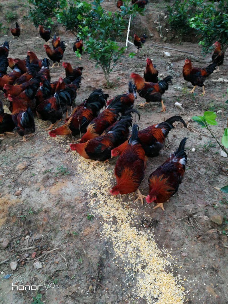 放山土鸡