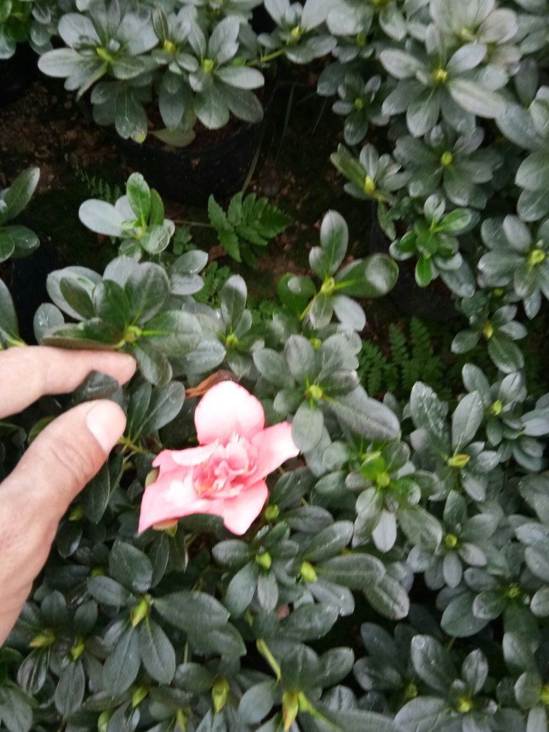 小桃红杜鹃花