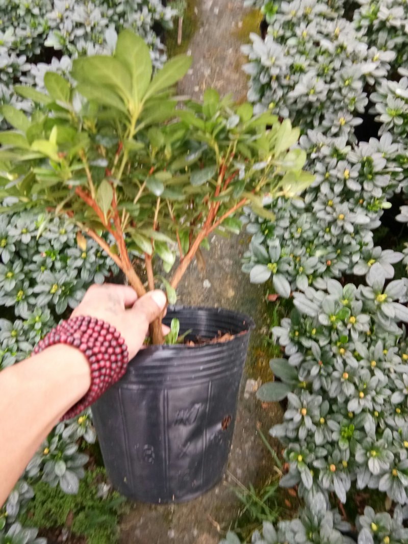 小桃红杜鹃花