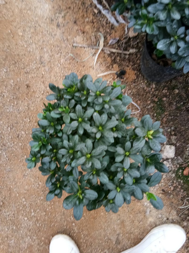 小桃红杜鹃花