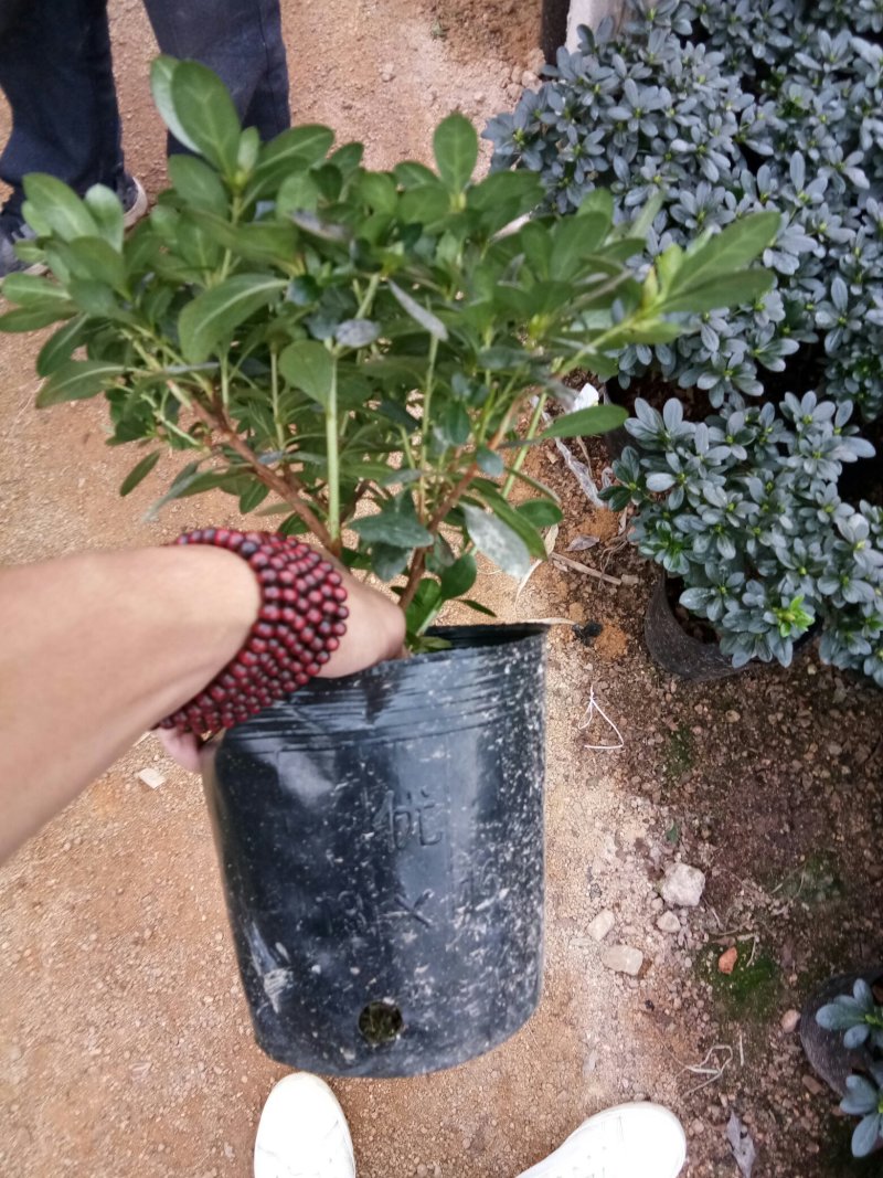 小桃红杜鹃花