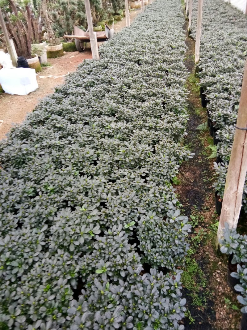 小桃红杜鹃花