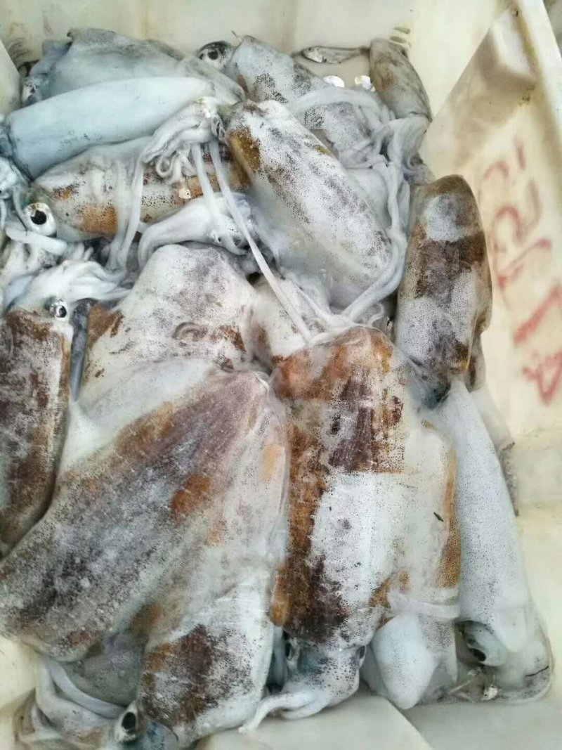 北海冰鲜产品，