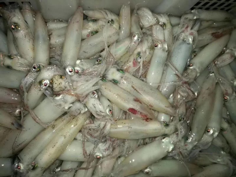 北海冰鲜产品，