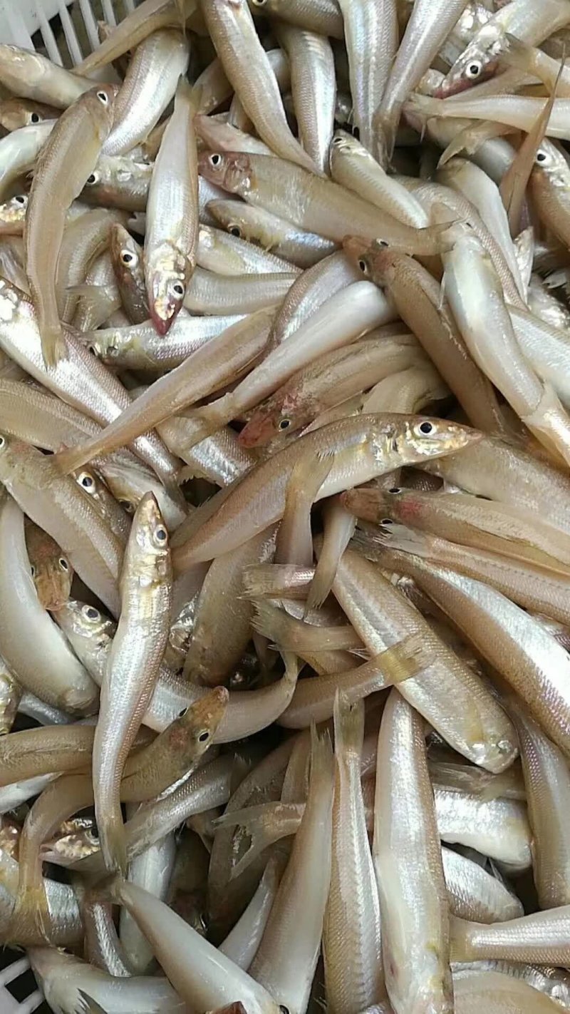 北海冰鲜产品，