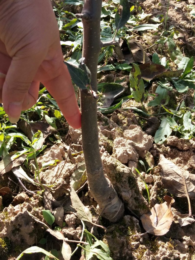 蛇果苹果树苗90-100cm