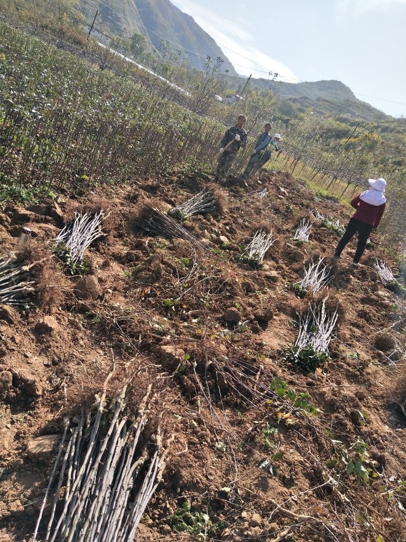 蛇果苹果树苗90-100cm