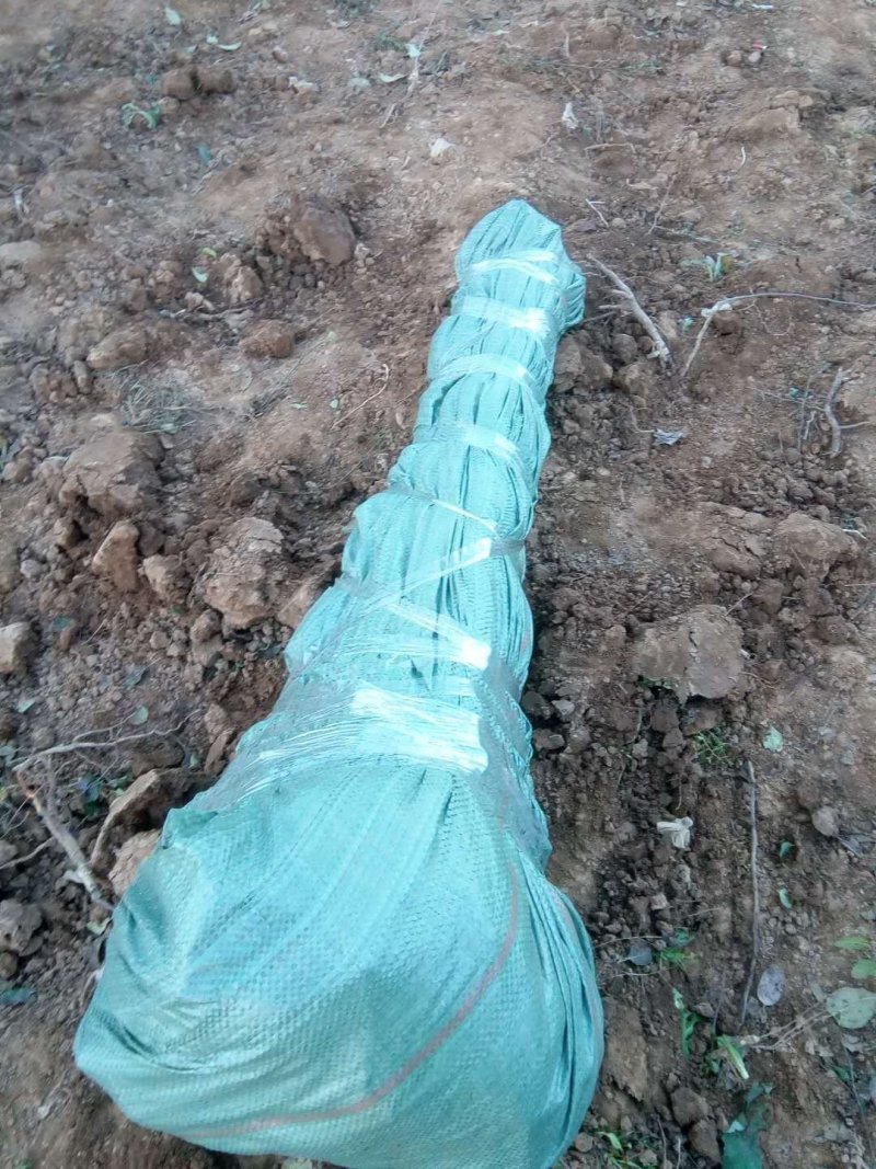 蛇果苹果树苗90-100cm