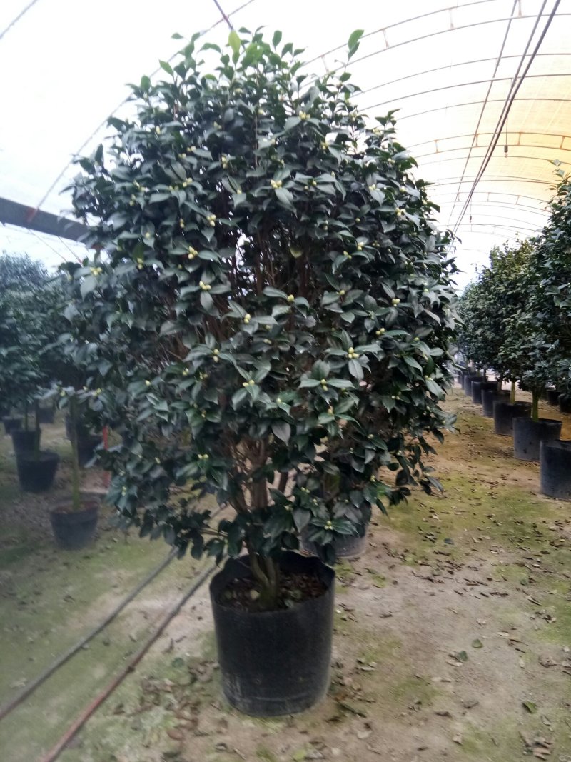 赤丹茶花