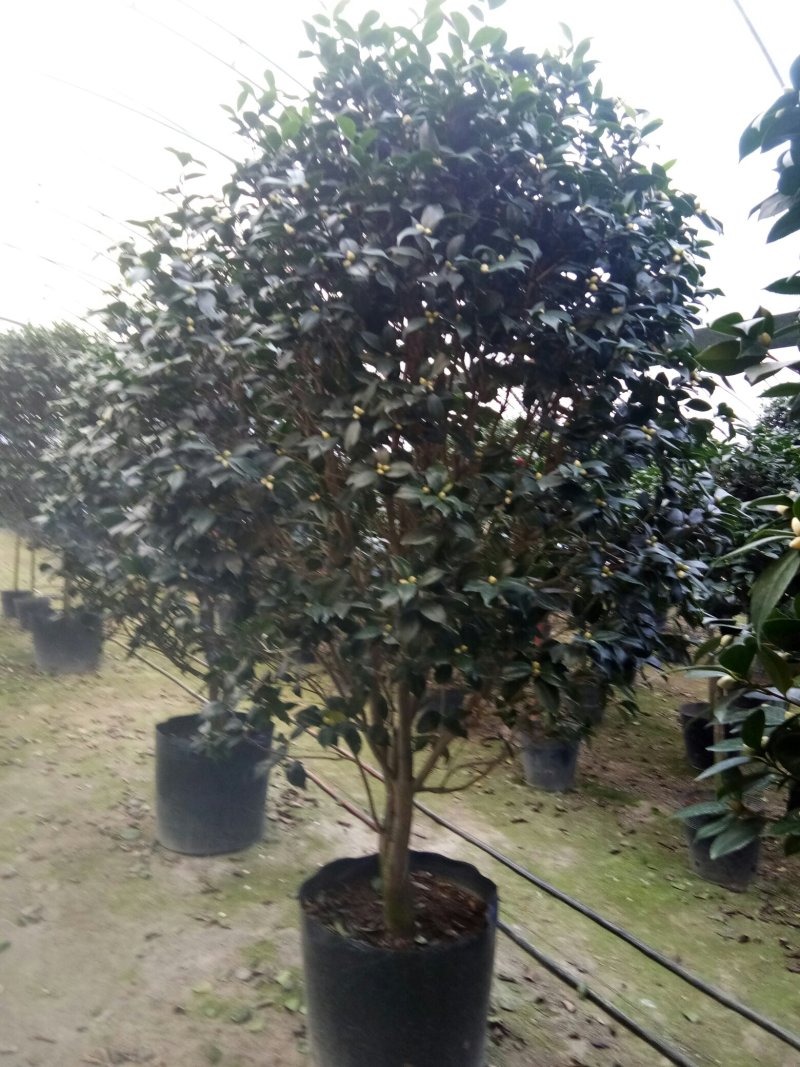 赤丹茶花