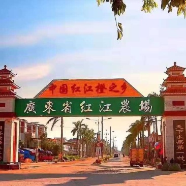 红江橙