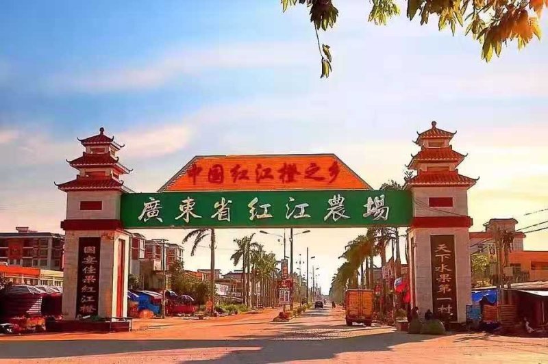 红江橙