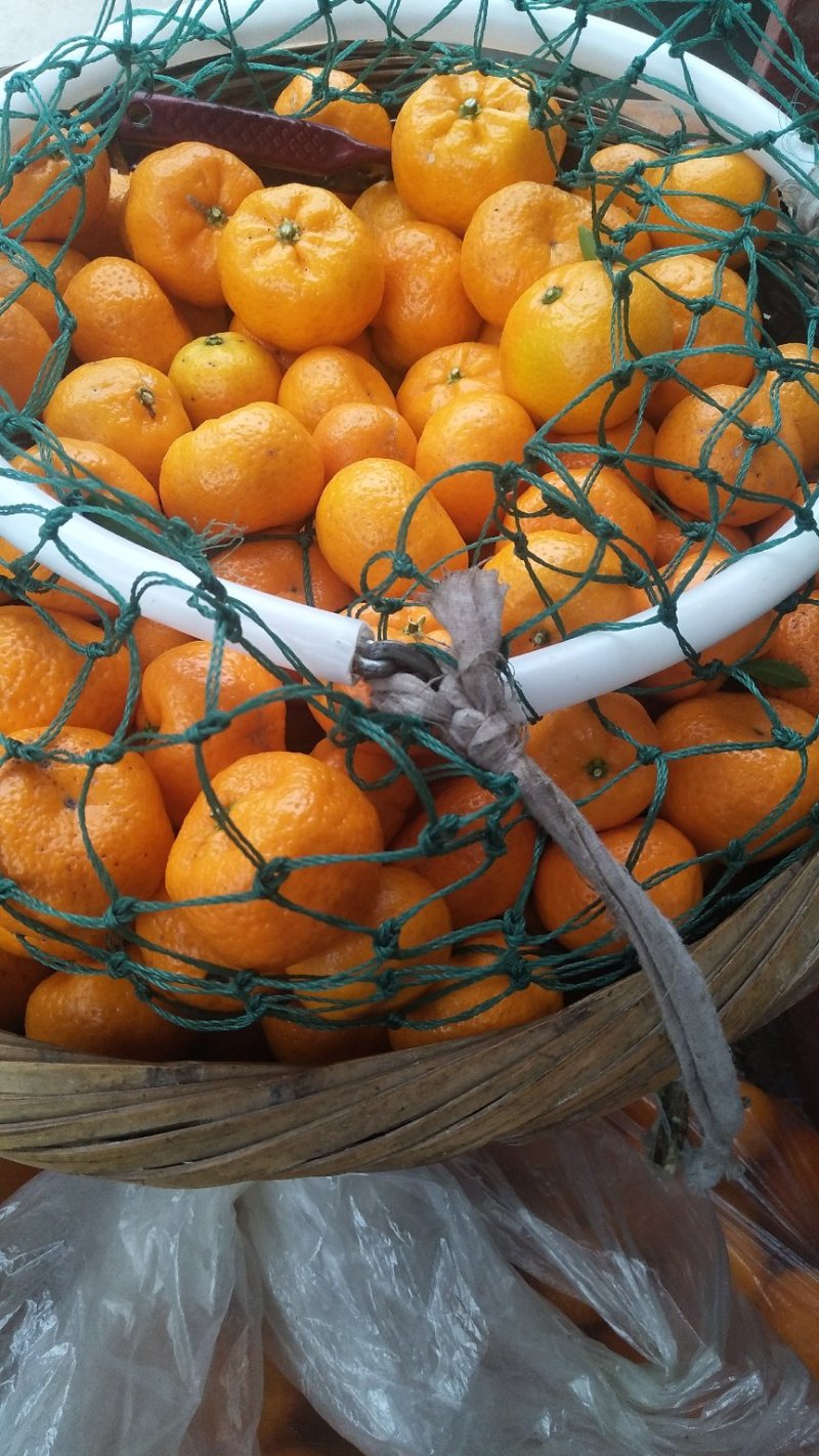 沙糖桔