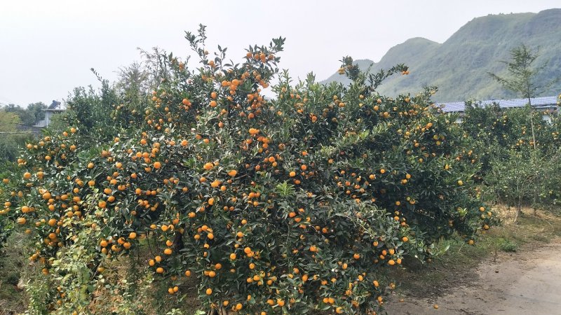 沙糖桔