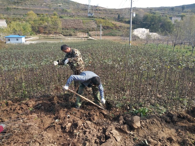 正宗花牛苹果树苗供应