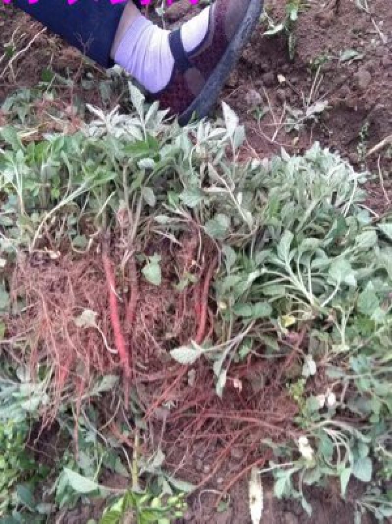 丹参苗山东产正品丹参苗，免费提供种植技术