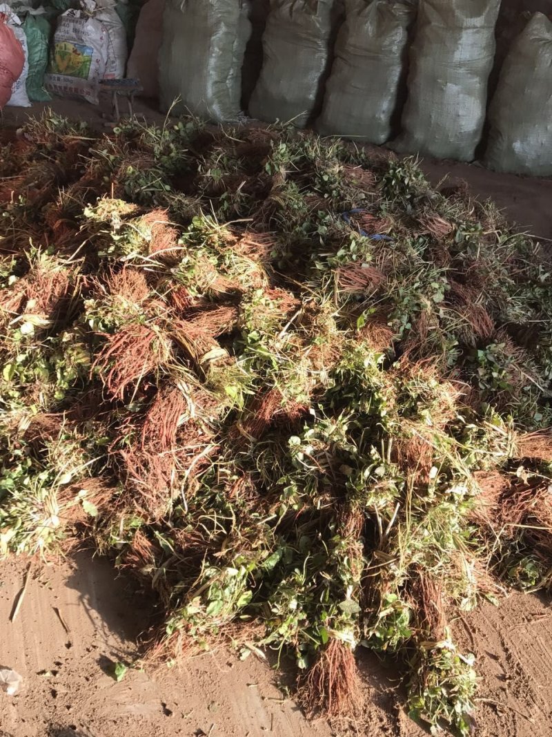丹参苗山东产正品丹参苗，免费提供种植技术