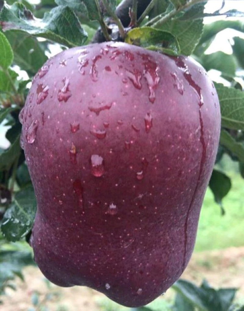 正宗花牛苹果树苗供应