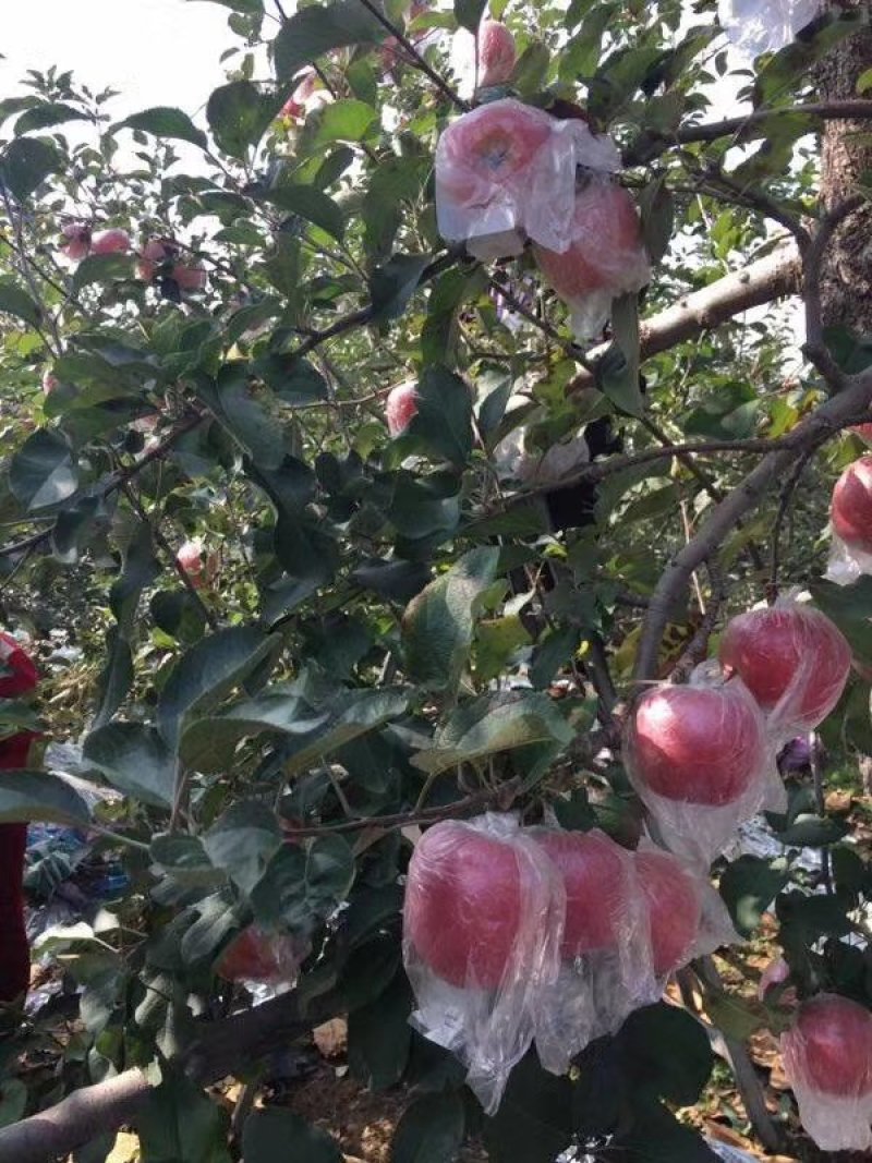 红富士苹果