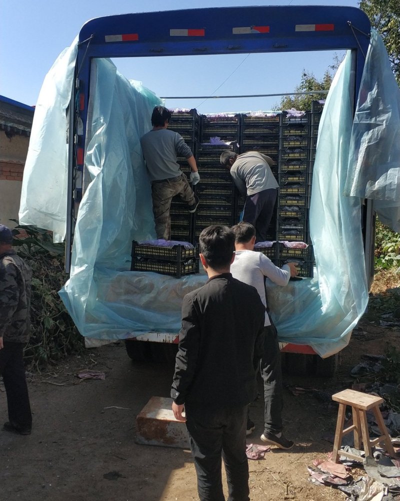 红巨峰葡萄！库存巨峰大量上市！！产地实力代办