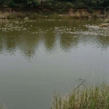 水库