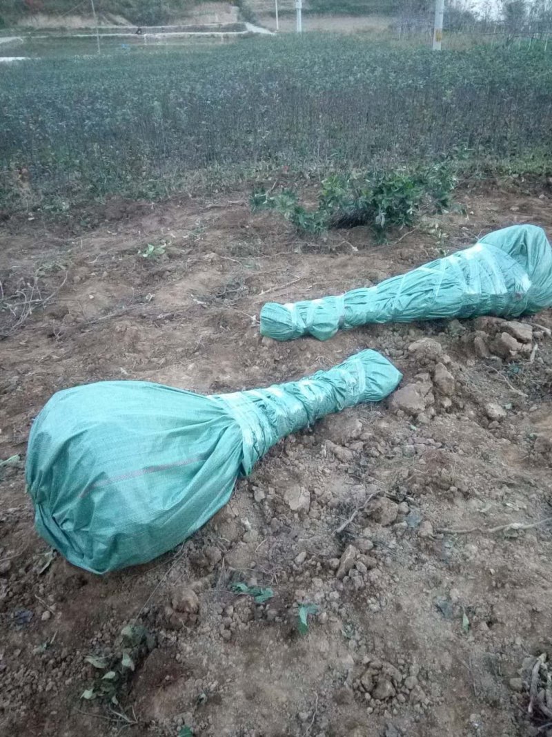 出售花牛苹果树苗天汪90-100cm